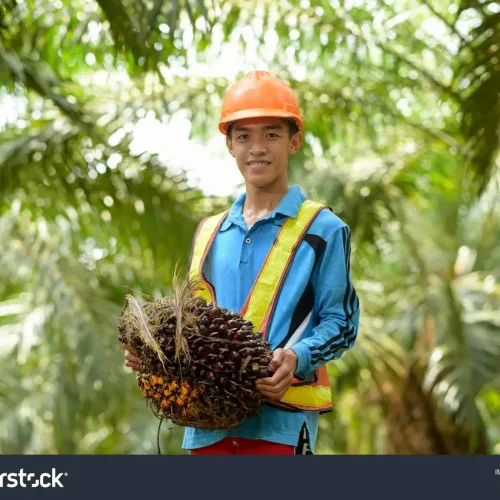 stock-photo-happy-asian-farmer-palm-oil-holding-a-palm-oil-fruit-1936424623-transformed